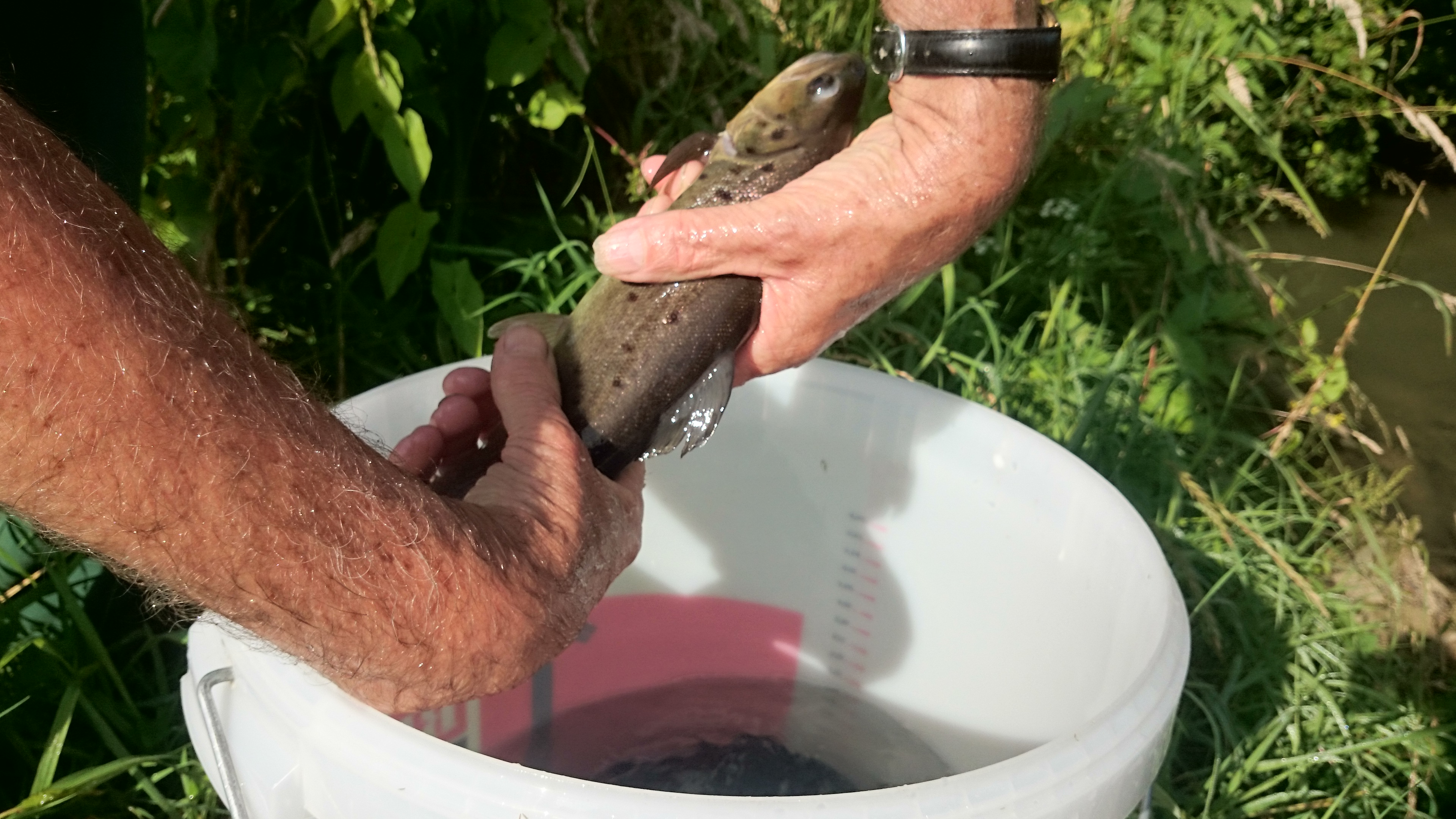 Les seaux contenant les salmonids sont ensuite amens au bord de la rivire.
